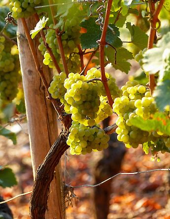 Riesling grapes ready for harvest in Germany. Luca J@Unsplash