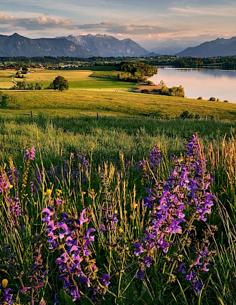 Bavarian countryside in Germany! Mario Dobelmann@Unsplash