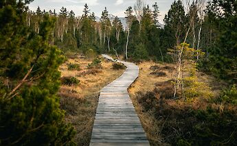 Boardwalk in Murnauer Moos Nature Reserve, Germany. Unsplash:Mario Dobelmann
