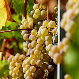 Riesling grapes are popular in Germany! Luca J@Unsplash