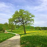 Lush landscape, Bavaria, Germany. CC:TO