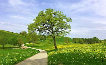 Lush landscape, Bavaria, Germany. CC:TO