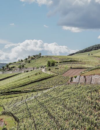 Rüdesheim, Germany. Valentino Casavecchia@Unsplash