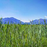 Fields of Bavaria, Germany. CC:TO