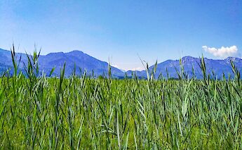 Fields of Bavaria, Germany. CC:TO