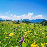 Wildflowers, Bavaria, Germany. CC:TO