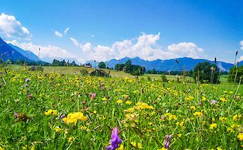 Wildflowers, Bavaria, Germany. CC:TO