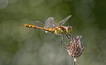 The Common Darter Drangonfly in Holland! ©Hollandfotograaf