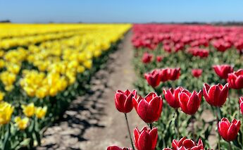 Bright yellow and red tulip fields stretch towards the horizon under a clear blue sky in the Netherlands, showcasing a quintessential Dutch landscape.