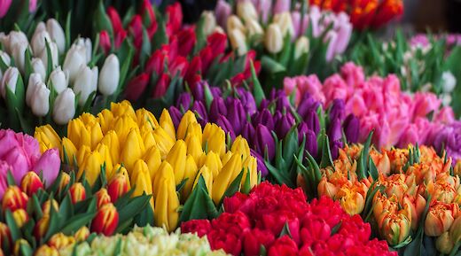 A variety of colorful tulips in full bloom.