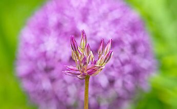 Alkmaar, North Holland, the Netherlands. Johan Wieland@Flickr