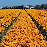 Tulip fields in Holland in Springtime. Pug Girl@Flickr