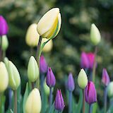 White & purple tulips in Holland. Susanne Nilsson@Flickr