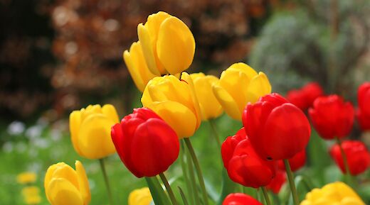 Tulips in Holland! WikiM0tty@Flickr