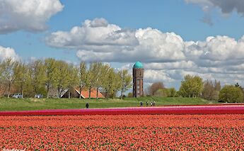 Tulips in Holland. ©Hollandfotograaf