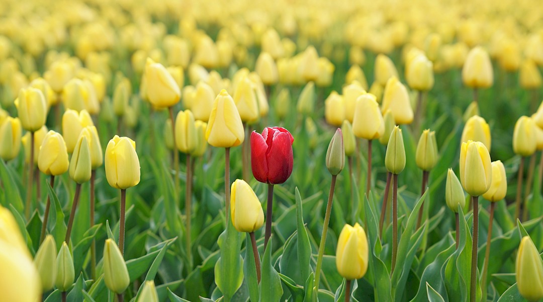 Tulips in Holland! Rupert Britton@Unsplash