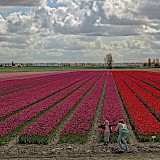 Tulip fields forever in Holland! ©Hollandfotograaf
