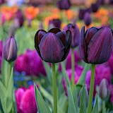 Dutch tulips! Jocelyn Erskine-Kellie@Flickr
