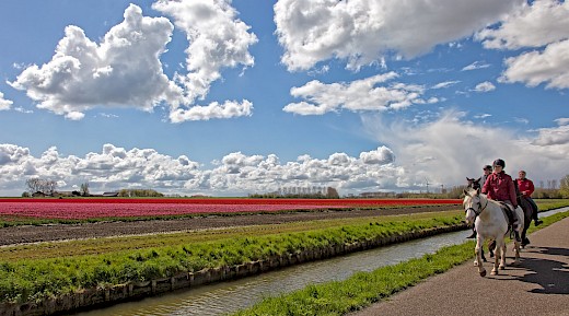 7 night  self guided bike and boat tour in Holland  aboard De Amsterdam or De Holland