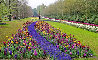 Keukenhof, Lisse, South Holland, the Netherlands. CC:Balou46