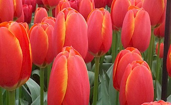 North Holland: Dutch Villages, Landscapes & Keukenhof Bike Tour