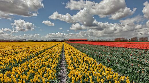 Tulip fields in Holland! &copy;Hollandfotograaf