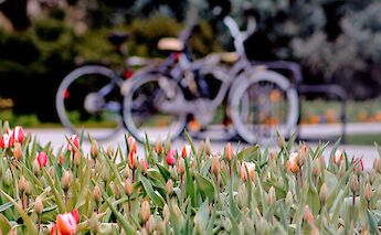 Bicycles & Bulbs in Holland! Joshua Hoehne@Unsplash