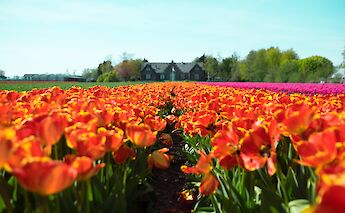 Keukenhof, Lisse, South Holland, the Netherlands. Owen Williams@Unsplash