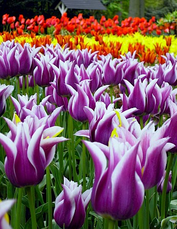 Tulips at the Keukenhof in Holland! CC:Anonimous
