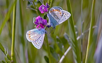 Butterflies in the Netherlands. ©Hollandfotograaf
