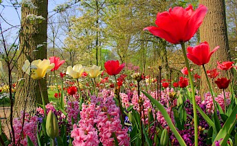 Holland’s Southern Relax Tulip Boat Bike Tour