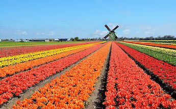 Holland’s Southern Relax Tulip Boat Bike Tour