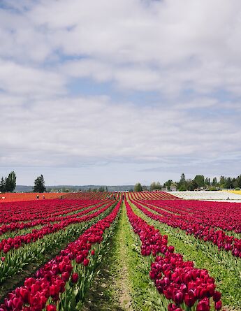 Tulip fields in Holland! Carter Rubio@Unsplash