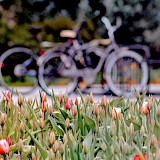 Tulips in Holland! Joshua Hoehne@Unsplash