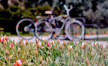 Tulips in Holland! Joshua Hoehne@Unsplash