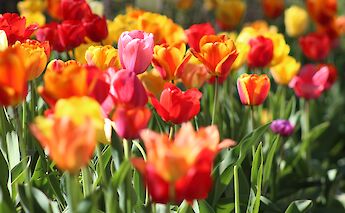 Tulips! Krystina Rogers@Unsplash