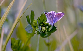 The Dutch countryside! ©Hollandfotograaf