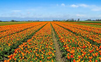 Holland's Southern Bike and Barge Tour