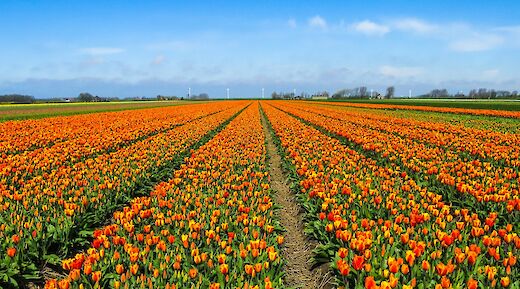 Holland's Southern Bike and Barge Tour