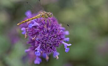 Dutch beauty. ©Hollandfotograaf
