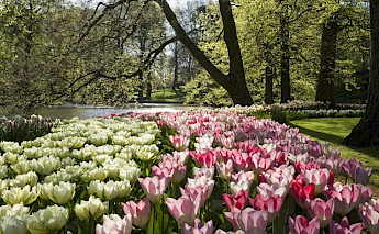 Keukenhof on Holland's Super Tulip Tour