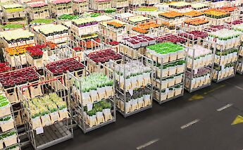 Flower auction on Holland's Super Tulip Bike Tour
