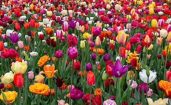 Holland's Super Tulip Bike Tour