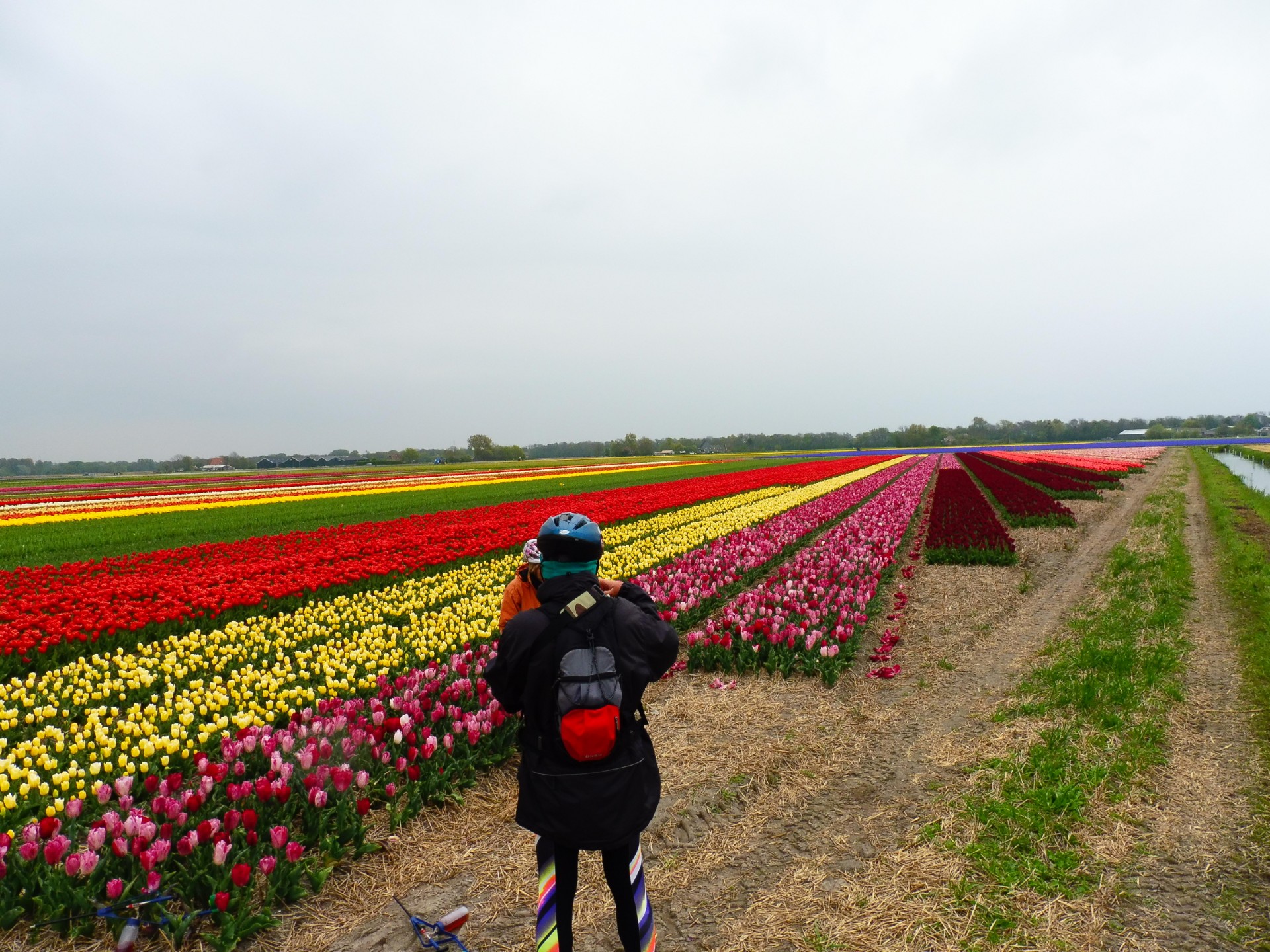 Holland's Super Tulip Bike Tour