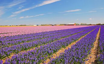Holland's Super Tulip Bike Tour