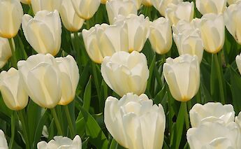 Holland's Super Tulip Bike Tour