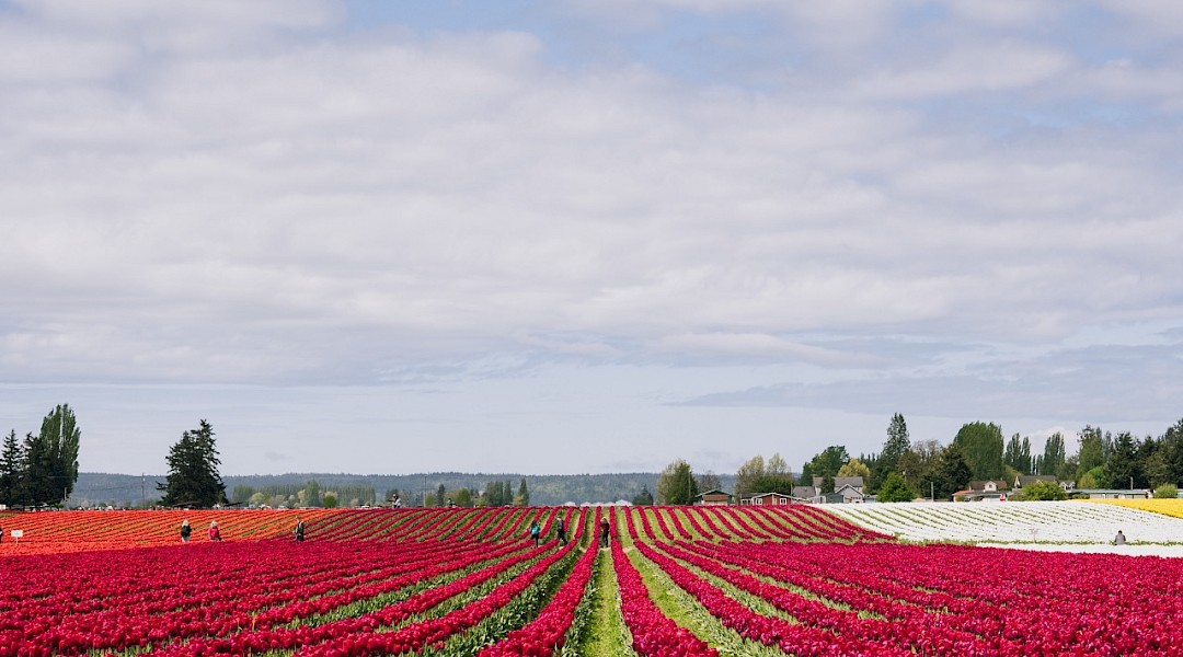 Tulip fields in the Springtime in Holland. Carter Rubio@Unsplash