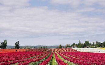 Tulip fields in the Springtime in Holland. Carter Rubio@Unsplash