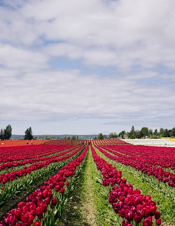 Tulip fields in the Springtime in Holland. Carter Rubio@Unsplash