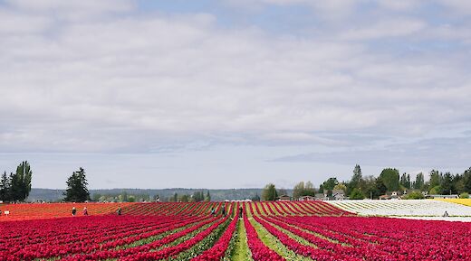 Tulip fields in the Springtime in Holland. Carter Rubio@Unsplash